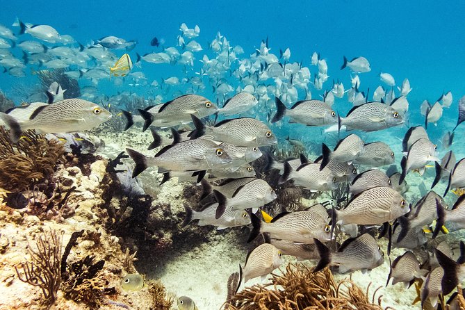 Half-Day Scuba Diving in Playa Del Carmen for Small-Group - Final Words