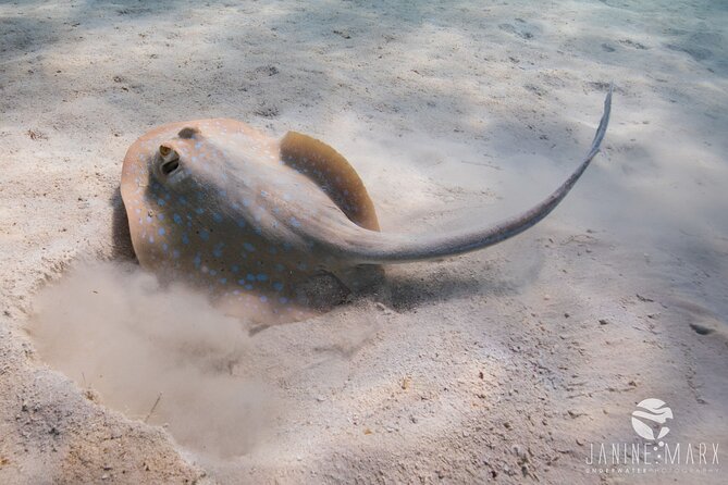 Half Day Snorkel 2.5hr Turtle Tour on the Ningaloo Reef, Exmouth - Tour Schedule and Timeline