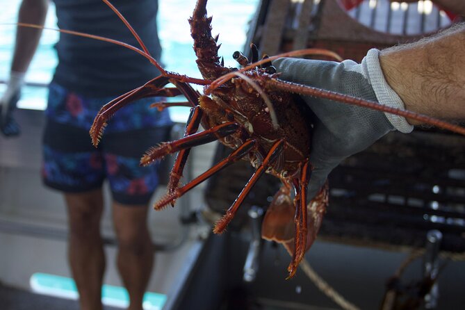 Kalbarri Rock Lobster Pot Pull Tour in Kalbarri - Reviews and Ratings Overview