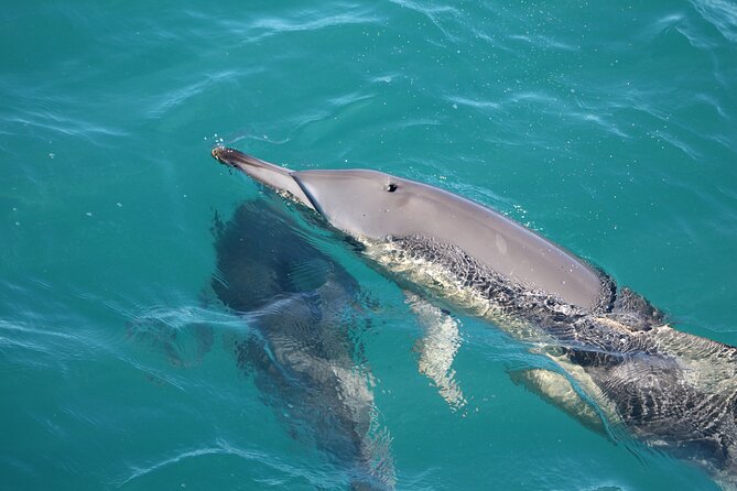 Kalbarri Whale Watching Tour - Planning Your Whale Watching Day