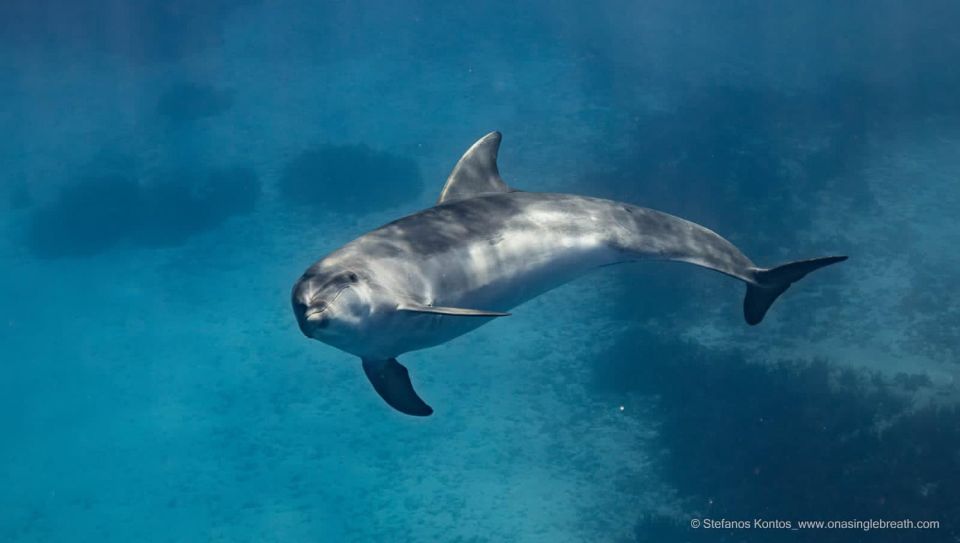 Kamiros Skala: Marine Life Experience by Boat - Directions