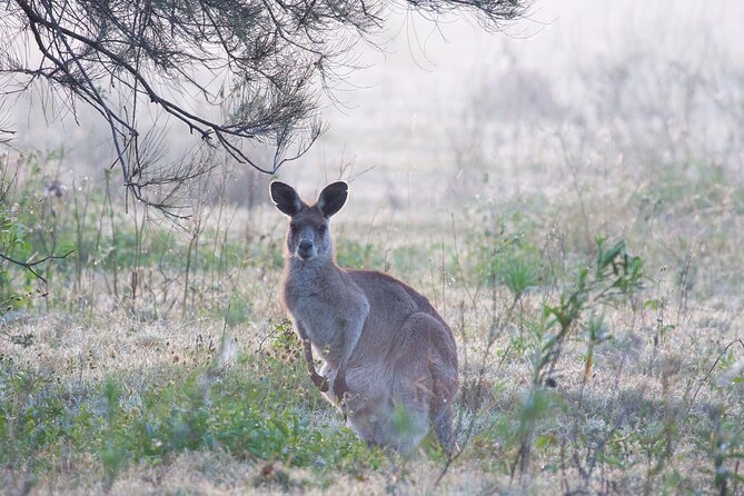 Kangaroos, Mangroves and the Ocean - Marine Life and Conservation