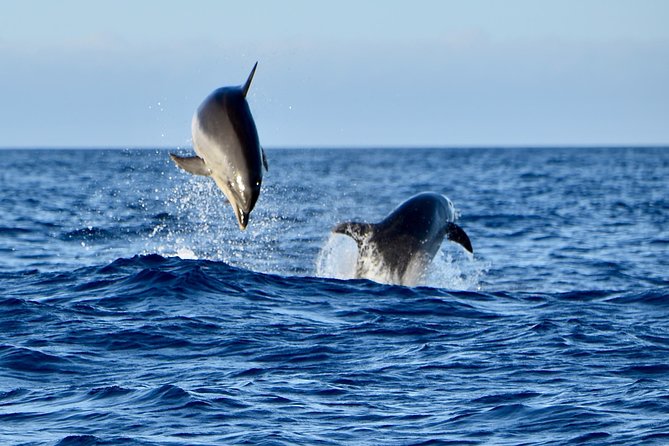 Lanzarote Sea Safari From Puerto Calero - Final Words