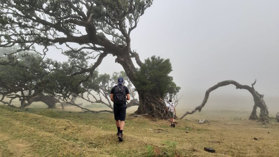 Madeira: Private Tour of Fanal Forest - Common questions