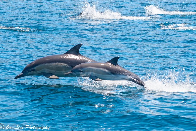 Maria Island Cruise and Guided Walk Day Tour With Lunch and Drinks - Behind the Scenes Information