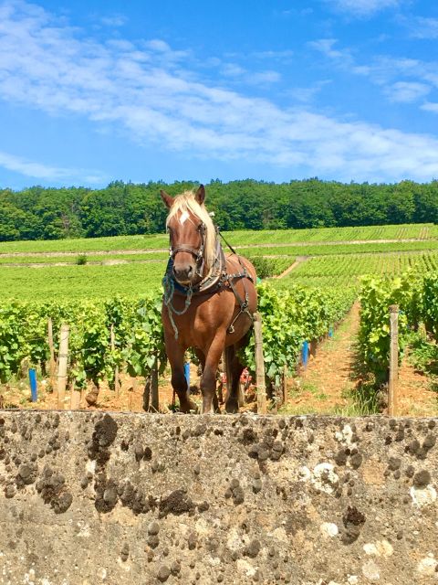 Meursault - Vineyard and Wine Experience - 3h - Common questions