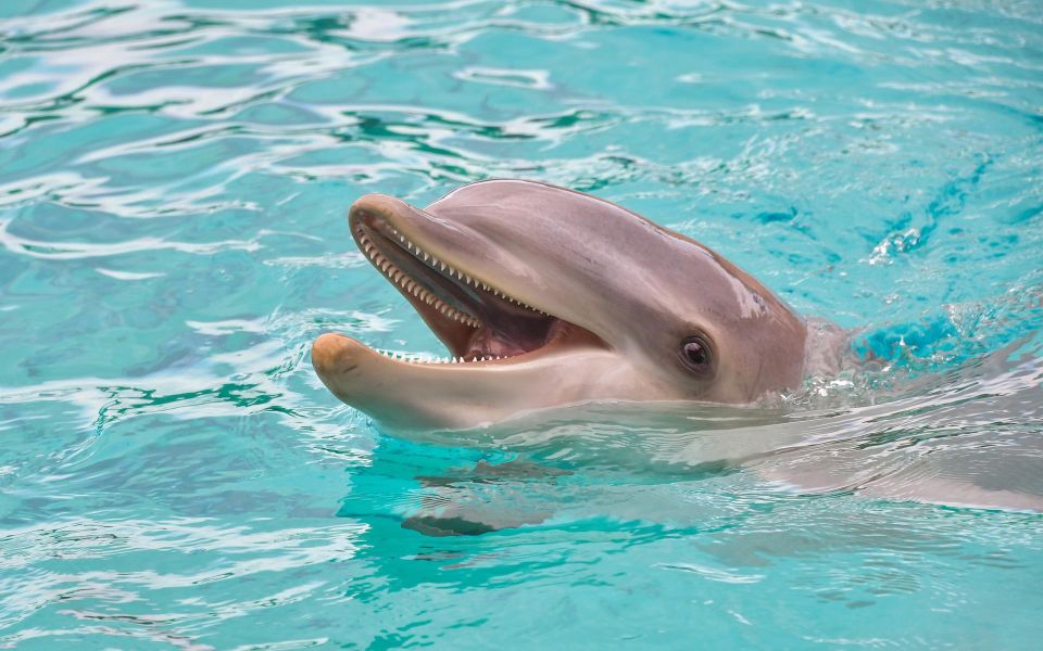 Miami: Day Trip to Key West W/ Dolphin Watching & Snorkeling - Benefits of Free Cancellation