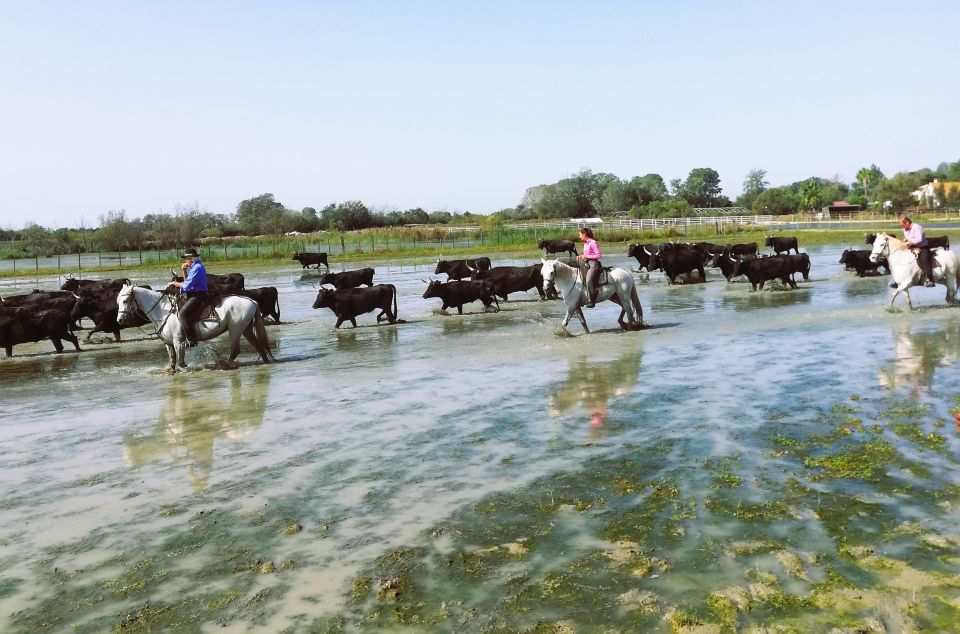 Montpellier: Camargue Winery Tour With Tastings and Picnic - Booking Information