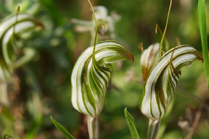 Orchids and Wildflowers Photographic Day Tour From Perth - Preparing for the Great Outdoors