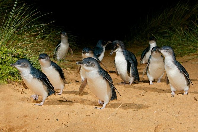 Phillip Island Penguin Parade Day Trip With Koala Conservation Reserve Visit - Review and Rating Summary