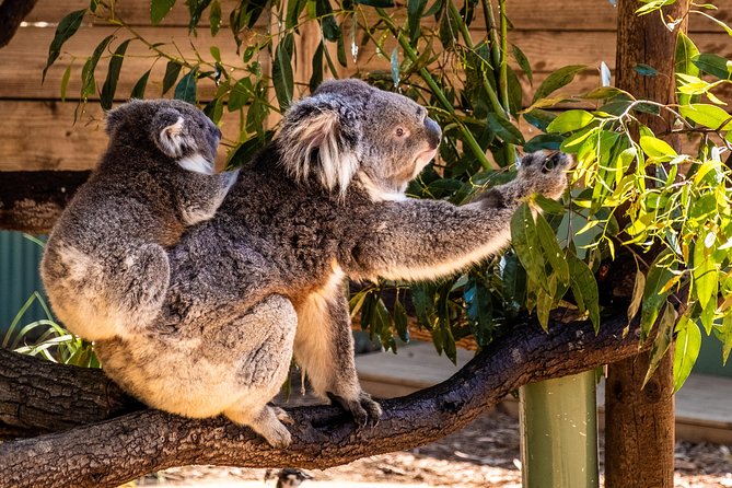 Phillip Island, Penguins, Koalas & Wildlife Tour - From Melbourne - Important Tour Details