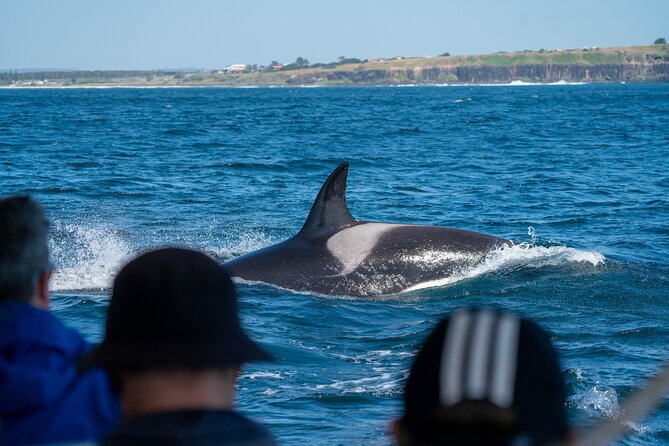 Premier Whale Watching Byron Bay - Genuine Customer Reviews