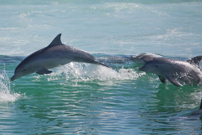 Private Port Stephens Day Trip From Sydney Incl Dolphin Cruise - Tour Reviews and Ratings