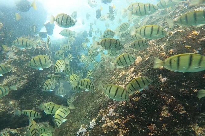 Private Snorkeling Adventure in Cabo San Lucas - Final Words