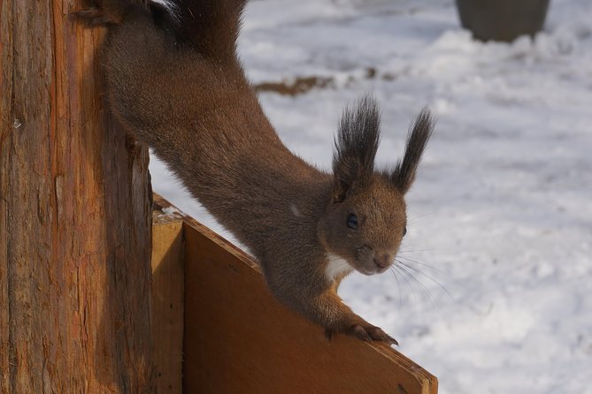 Private Tour: Nami Island & (Alpaca World or Morning Calm) - Pricing and Cancellation Details