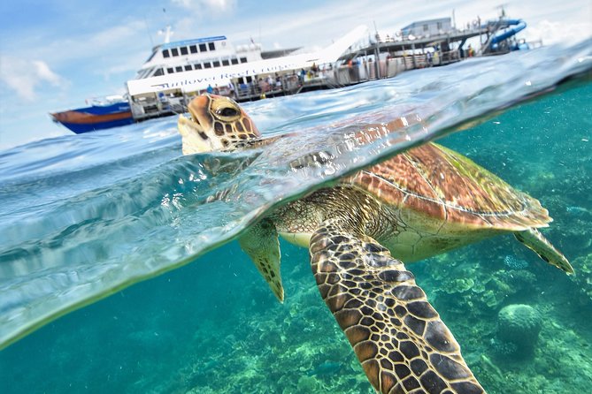 Scenic Helicopter Flight to Moore Reef and Return Snorkeling Cruise From Cairns - Plan Your Day