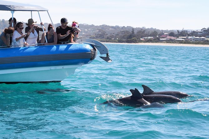 Seal Island Boat Tour From Victor Harbor - Important Tour Information