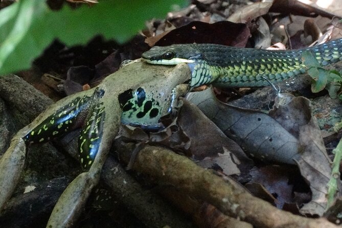 Small-Group Trekking Experience in Daintree National Park - What to Expect on Tour