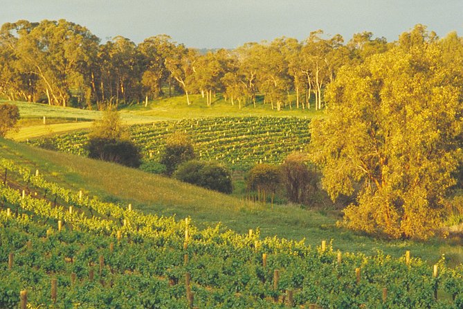 Swan Valley Private Tour - Testimonials and Ratings