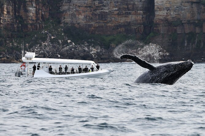 Sydney Whale-Watching by Speed Boat - Cancellation and Refund Policy