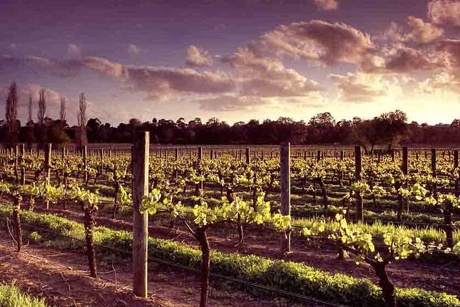 Upper Reach Winery: Swan Valley Winery and Vineyard Tour - Booking and Confirmation