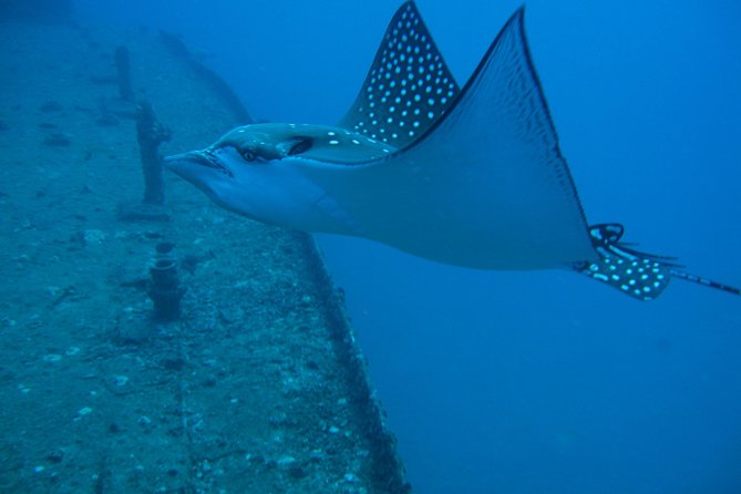 Waikiki 2 Tank World Class Wreck SCUBA Diving - Certified Only - Final Words