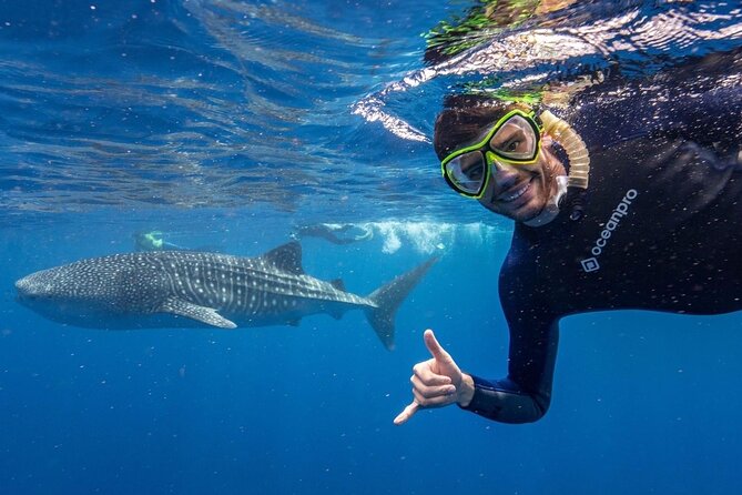 Whale Shark Adventure Tour - Planning Your Whale Shark Tour