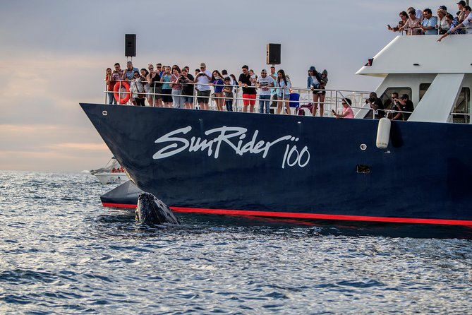 Whale Watching Dinner Cruise in Cabo San Lucas - Customer Reviews and Feedback