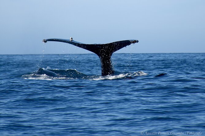 Whale Watching Zodiac in Cabo San Lucas With Comp Transportation - Common questions