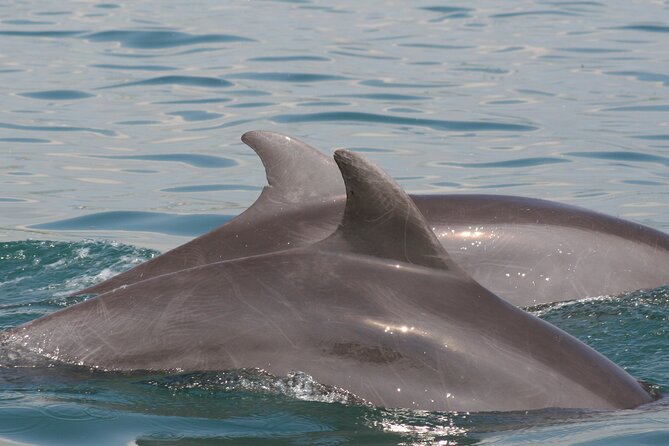 Wild Dolphins Encounter & Snorkeling - Safety and Guidelines