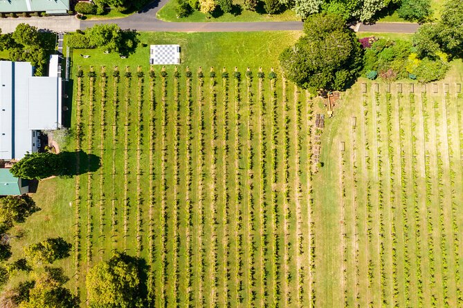 Wine Tasting Tour to Tamborine Mountain - Reviews and Testimonials Unveiled