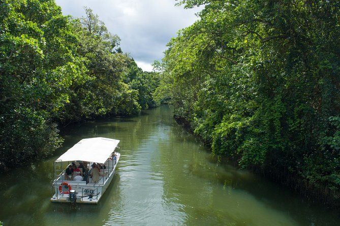 World Heritage Highlights: Reef/Daintree/Cape Tribulation - What to Expect on Tour