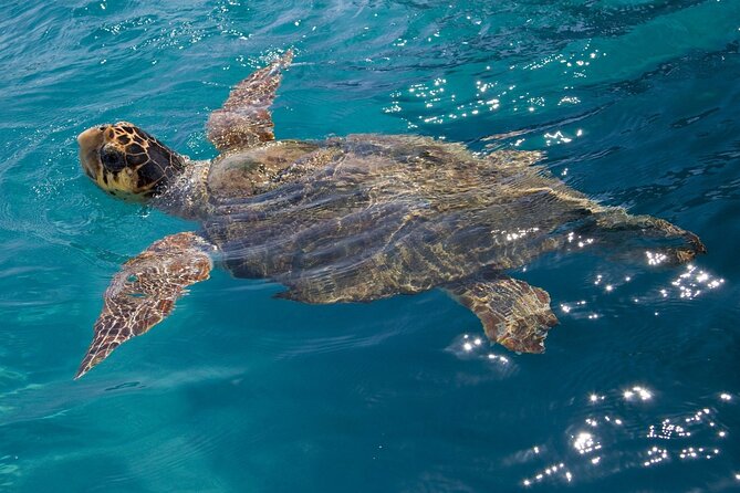 Zakynthos Marine Park With Turtles Spotting - Common questions