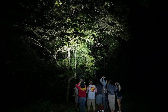 Atherton Tablelands Rain Forest by Night From Cairns - Reviews and Testimonials