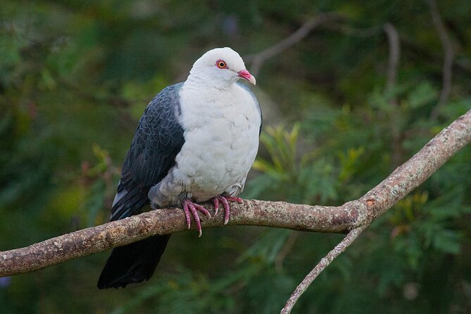 Bellthorpe Rainforest Private Tour - Booking and Cancellation Policy