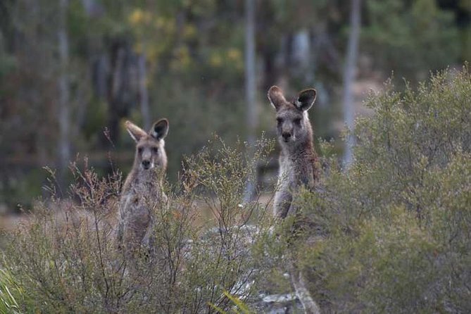 Blue Mountains Small-Group Insider Tour From Sydney - Insider Tips for the Tour