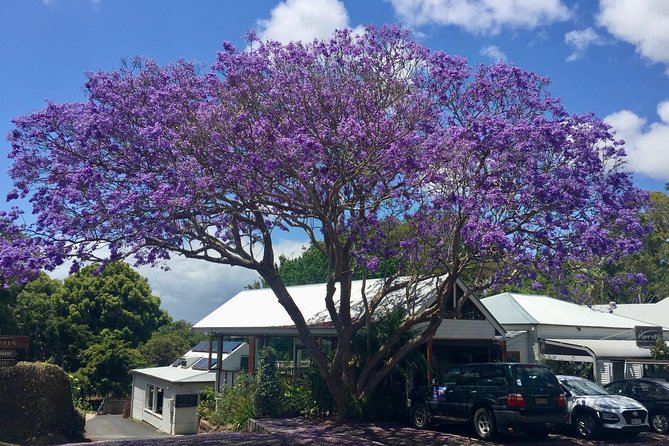 Byron Bay and Beyond Tour Including Cape Bryon Lighthouse Crystal Castle and Bangalow - Important Cancellation Policies