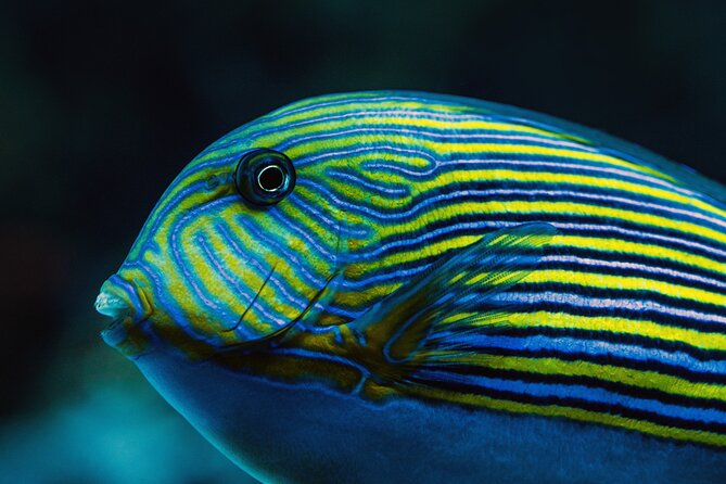 Cairns Aquarium by Twilight Tour - Tour Details and Logistics