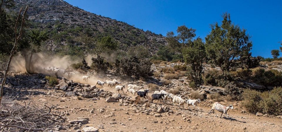 Chania: White Mountains Safari Tour With Lunch and Tastings - Important Information