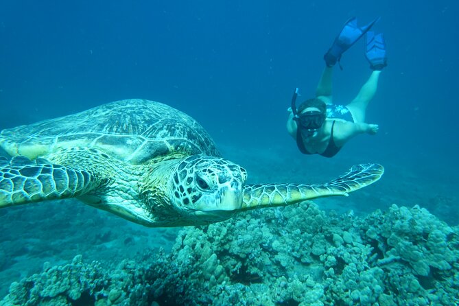 Clear Kayak and Snorkel Tour at Turtle Town, Makena - Tour Highlights