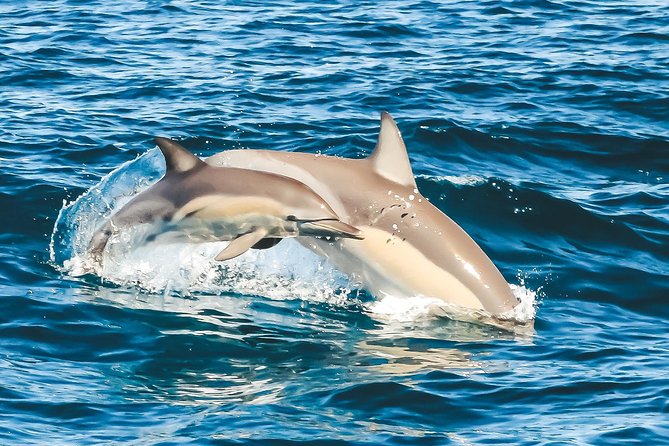 Cruise With Dolphins in Byron Bay - Planning Your Byron Bay Trip