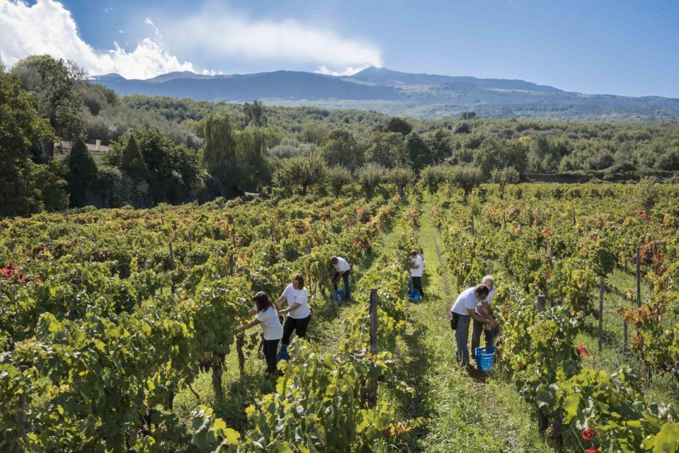 Day Tour to Etna Volcano, Winery and Taormina From Catania - Availability and Pickup