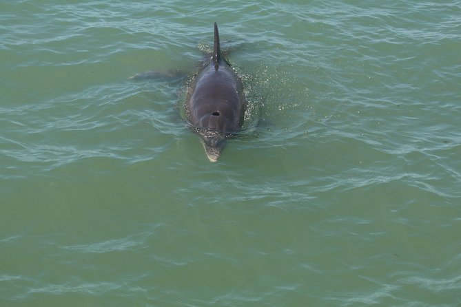 Dolphin Tour on a Private Boat - Final Words