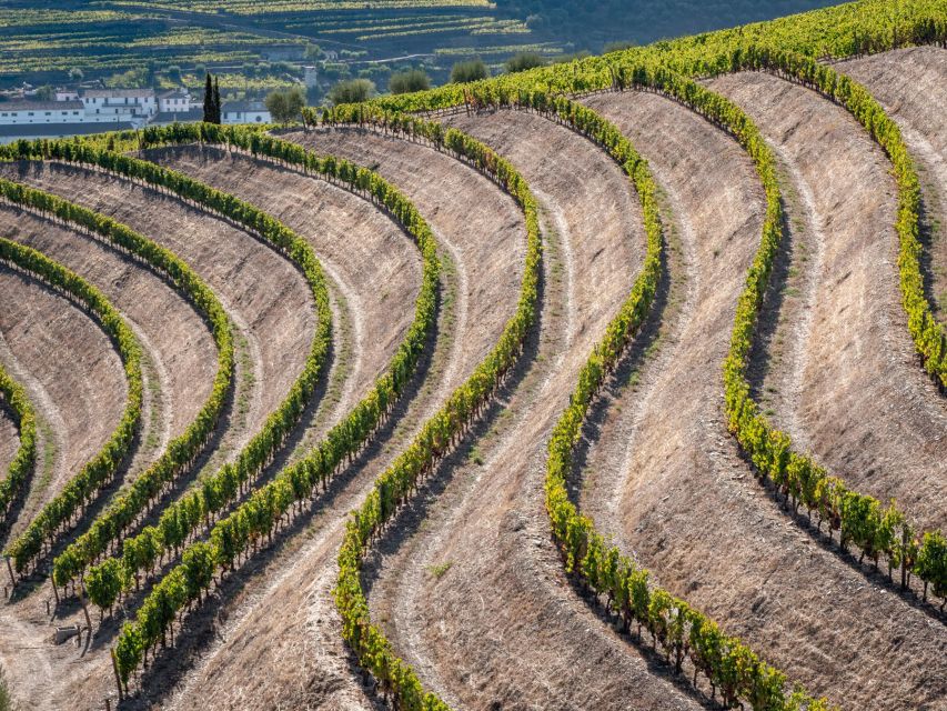 Douro Valley: 1 Day Landscape Photo Tour - Contact & Reservation