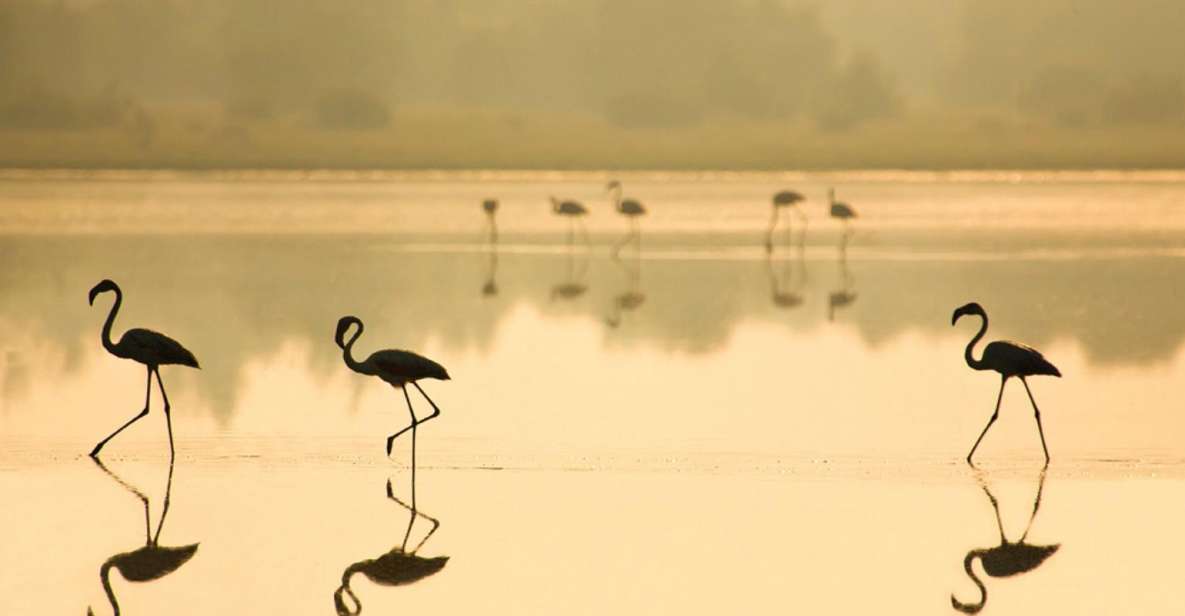 From Seville: Doñana National Park Full-Day Private Tour - Directions