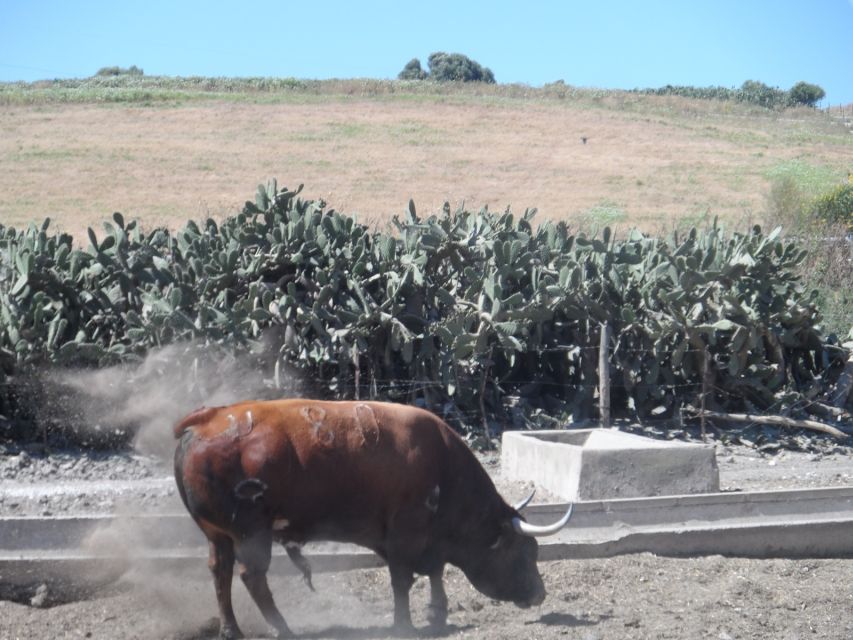 From Seville: Half-Day Bull Breeding Farm Tour - Common questions