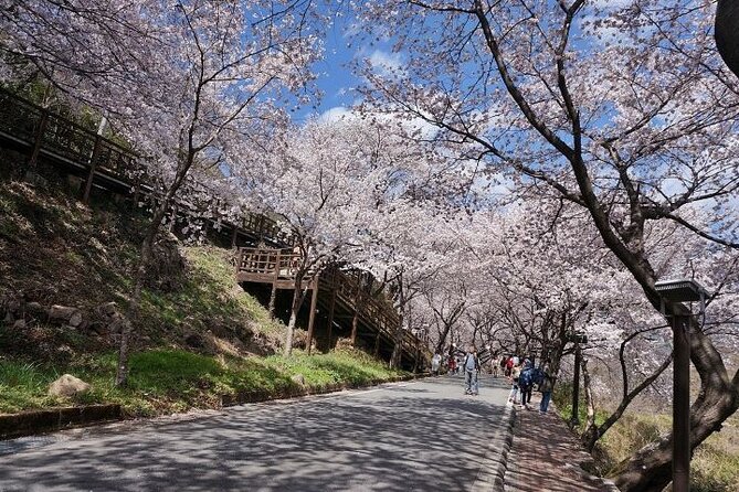 Full-Day Hadong, Gwangyang, Cherry Blossom, Green Tea Fields Private Tour - Green Tea Fields Discovery