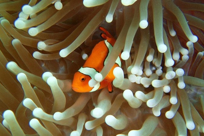 Great Barrier Reef Cruise From Townsville or Magnetic Island - Important Tour Policies