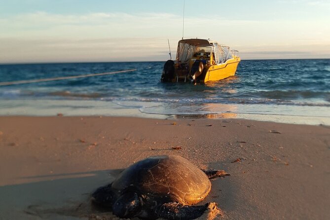 Half Day Snorkel 2.5hr Turtle Tour on the Ningaloo Reef, Exmouth - Customer Reviews and Testimonials