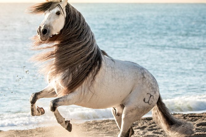 Horse and Flamenco Show in Malaga - Common questions